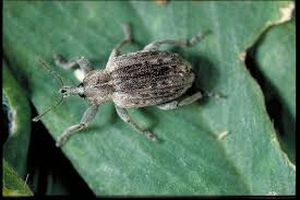 uploads/images/pest/cotton stem weevil.jpg